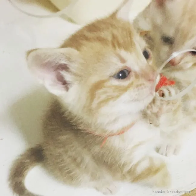 ID：1903-00484の子猫