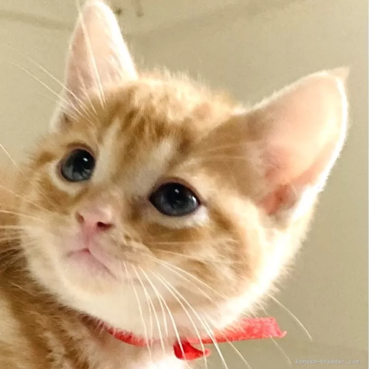 K.Y 様のお迎えした子猫