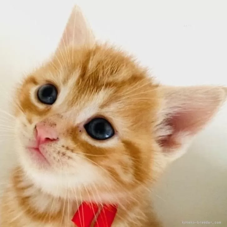 ID：2404-02400の子猫