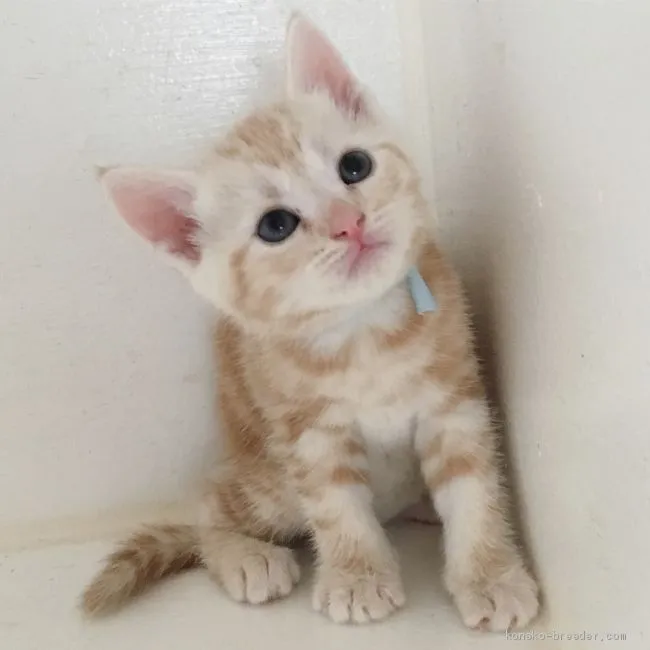ID：1907-01747の子猫