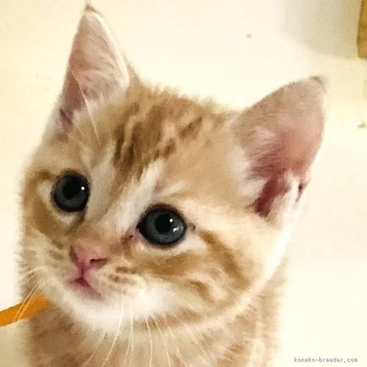 ID：2406-00546の子猫