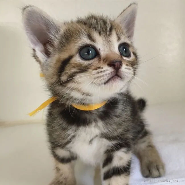 ID：1908-00199の子猫