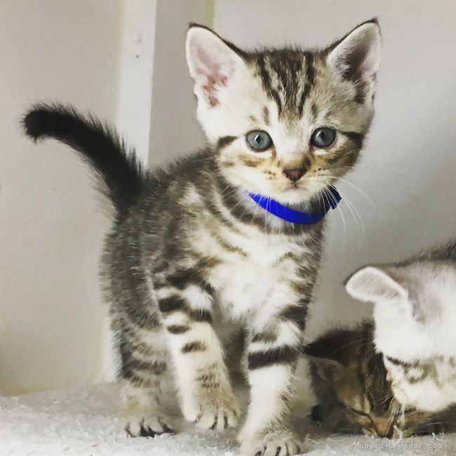 たくや 様のお迎えした子猫