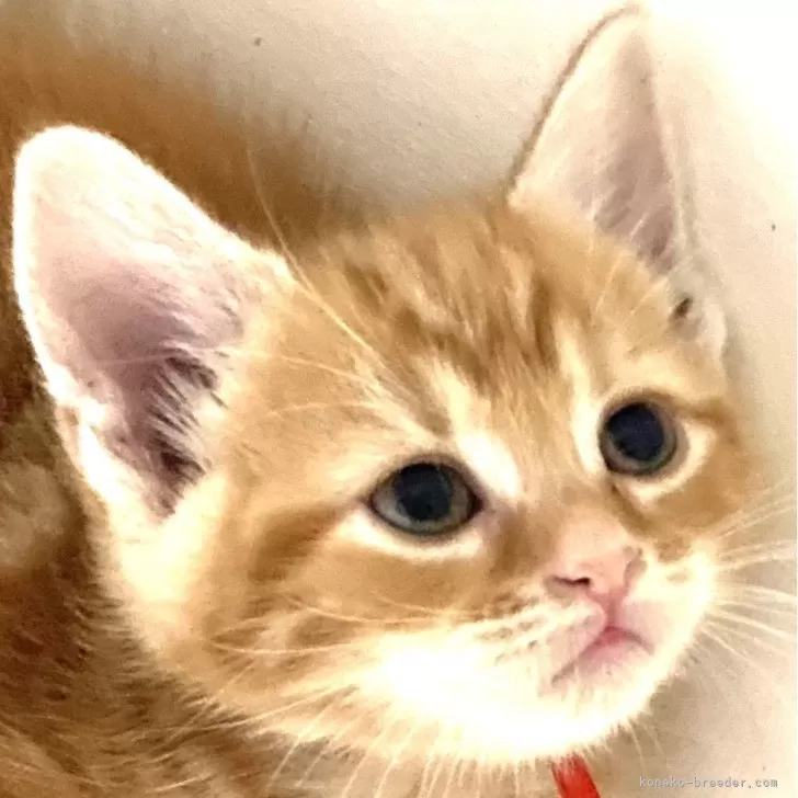 ID:2408-02709の子猫