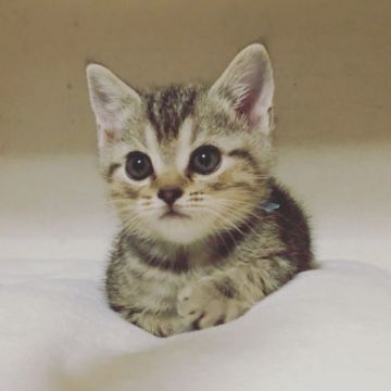 アメリカンショートヘア【千葉県・男の子・2018年10月21日・シルバータビー】の写真「元気で人懐っこくて可愛い鳴き声です。」