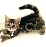 アメリカンショートヘア【千葉県・女の子・2024年6月28日・ブラウンタビー】の写真2