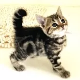 アメリカンショートヘア【千葉県・女の子・2024年6月28日・ブラウンタビー】の写真3