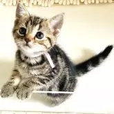 アメリカンショートヘア【千葉県・女の子・2024年6月28日・ブラウンタビー】の写真4