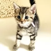 アメリカンショートヘア【千葉県・女の子・2024年6月28日・ブラウンタビー】の写真5