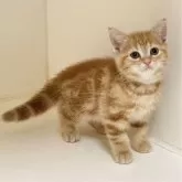 アメリカンショートヘア【千葉県・男の子・2024年9月11日・レッドタビー】の写真5