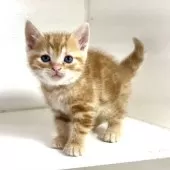 アメリカンショートヘア【千葉県・男の子・2025年3月9日・レッドタビー】の写真10