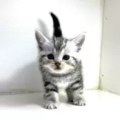 アメリカンショートヘア【千葉県・男の子・2025年3月9日・シルバータビー】の写真10