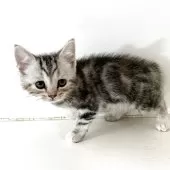 アメリカンショートヘア【千葉県・女の子・2025年9月9日・シルバーパッチドタビー】の写真10