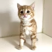 アメリカンショートヘア【千葉県・男の子・2025年3月14日・レッドタビー】の写真11