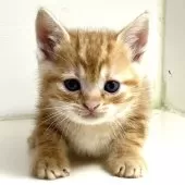 アメリカンショートヘア【千葉県・男の子・2025年3月9日・レッドタビー】の写真11