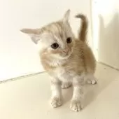 アメリカンショートヘア【千葉県・男の子・2025年9月4日・クリームタビー】の写真11