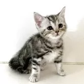 アメリカンショートヘア【千葉県・女の子・2025年9月9日・シルバーパッチドタビー】の写真12