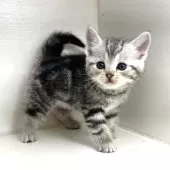 アメリカンショートヘア【千葉県・男の子・2025年3月9日・シルバータビー】の写真12