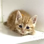 アメリカンショートヘア【千葉県・男の子・2025年3月9日・レッドタビー】の写真12