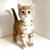 アメリカンショートヘア【千葉県・男の子・2025年3月14日・レッドタビー】の写真13