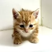 アメリカンショートヘア【千葉県・男の子・2025年3月9日・レッドタビー】の写真13