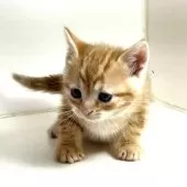 アメリカンショートヘア【千葉県・男の子・2025年3月9日・レッドタビー】の写真14