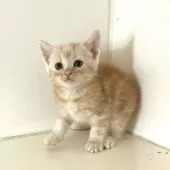 アメリカンショートヘア【千葉県・男の子・2025年9月4日・クリームタビー】の写真14