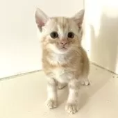 アメリカンショートヘア【千葉県・男の子・2025年9月4日・クリームタビー】の写真15