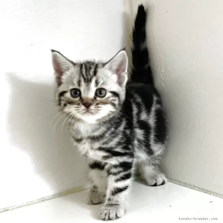 ID：2505-00883の子猫