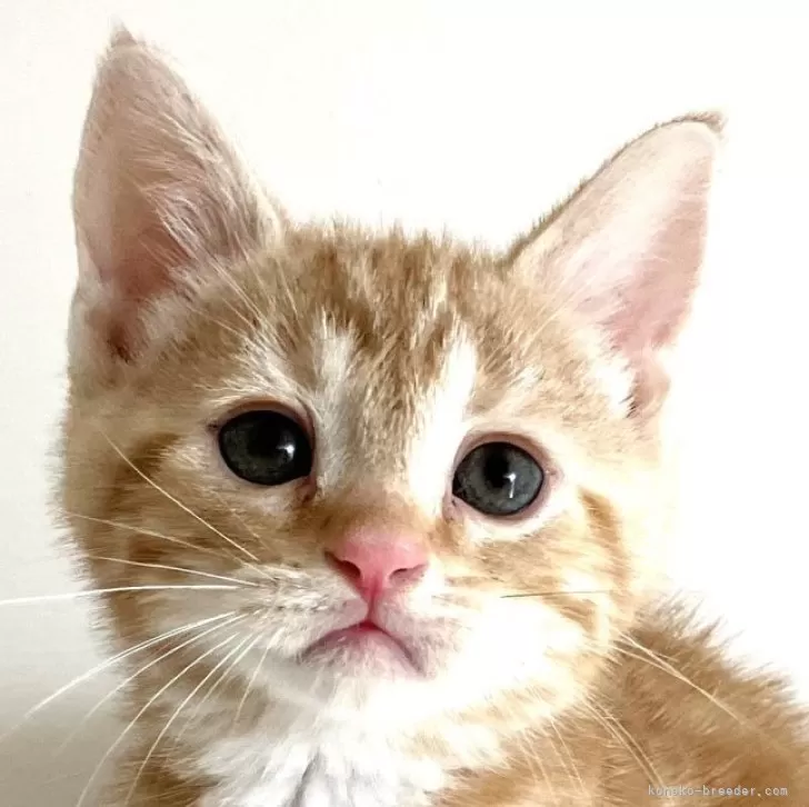ID:2507-02928の子猫