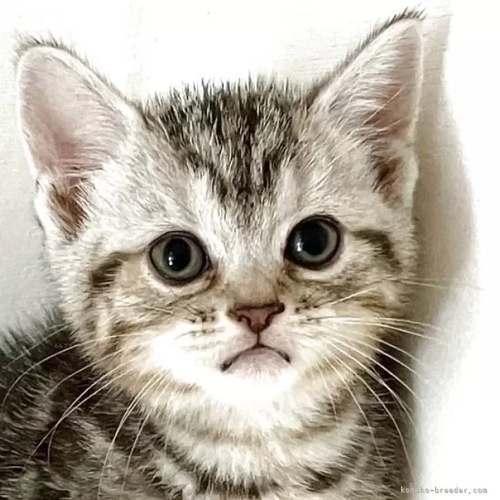 ID：2506-02860の子猫