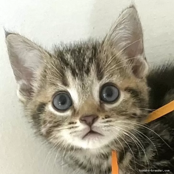 ID:2507-01876の子猫