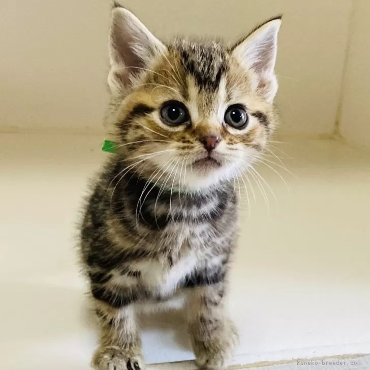ID:2412-01988の子猫