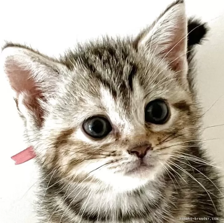 O.W 様のお迎えした子猫