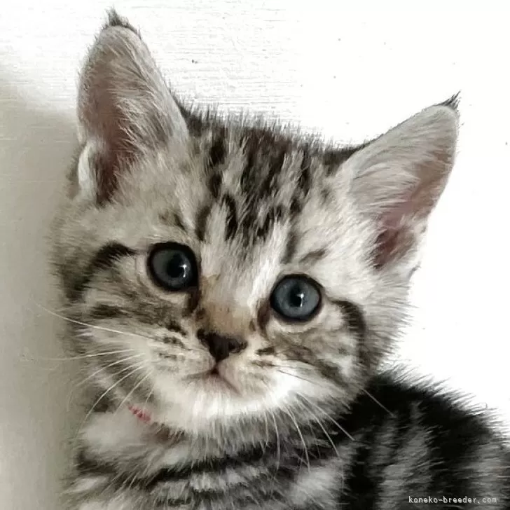 ID：2505-00881の子猫