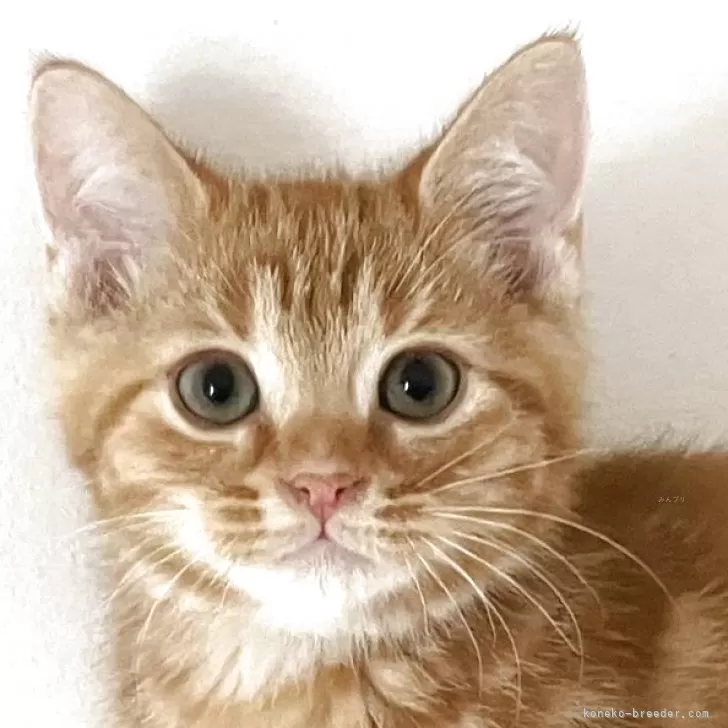 C.N 様のお迎えした子猫