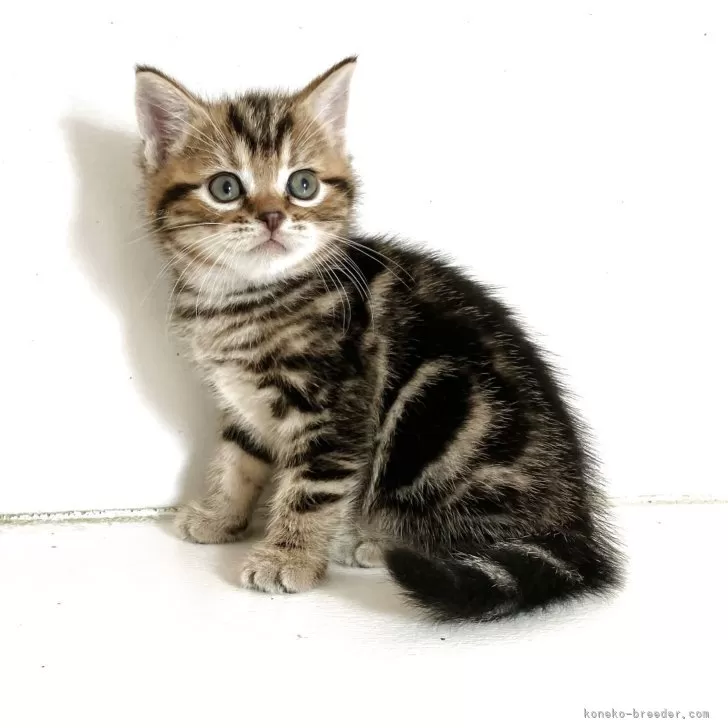 ID:2505-01579の子猫