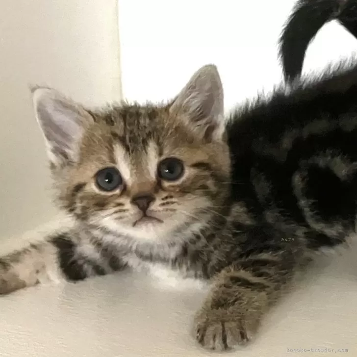ID：2504-01063の子猫