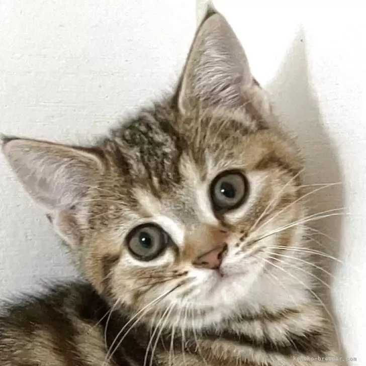 T.K 様のお迎えした子猫