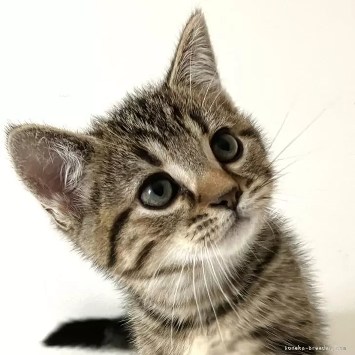 ID：2510-02760の子猫