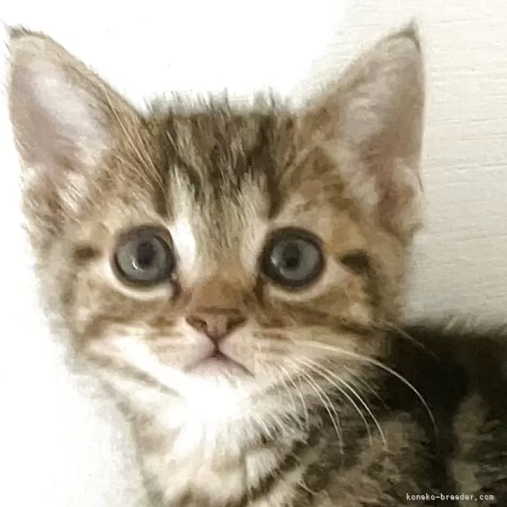 S.I 様のお迎えした子猫