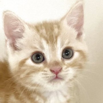 アメリカンショートヘア【千葉県・男の子・2025年11月5日・クリームタビー】の写真「元気で人懐こい！」