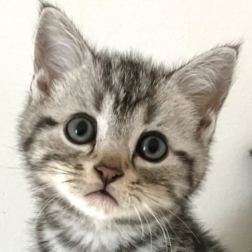 アメリカンショートヘア【千葉県・男の子・2025年9月25日・シルバータビー】の写真「元気で人懐こい！」