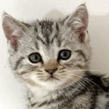 アメリカンショートヘア【千葉県・男の子・2025年9月9日・シルバータビー】の写真「元気で人懐こい！」