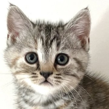 アメリカンショートヘア【千葉県・女の子・2025年9月9日・シルバーパッチドタビー】の写真「元気で人懐こい！」