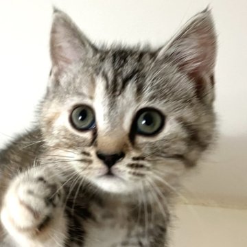 アメリカンショートヘア【千葉県・女の子・2025年9月9日・シルバーパッチドタビー】の写真「元気で人懐こい！」