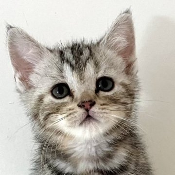 アメリカンショートヘア【千葉県・女の子・2025年9月9日・シルバーパッチドタビー】の写真「元気で人懐こい！」