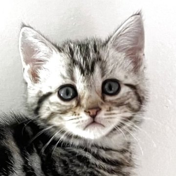 アメリカンショートヘア【千葉県・男の子・2025年4月2日・シルバータビー】の写真「元気で人懐こい！」