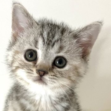 アメリカンショートヘア【千葉県・女の子・2025年9月26日・シルバーパッチドタビー】の写真「元気で人懐こい！」