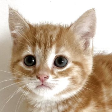 アメリカンショートヘア【千葉県・男の子・2025年3月14日・レッドタビー】の写真「元気で人懐こい！」